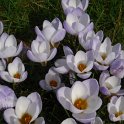 Crocus chrysanthus 'Blue Bird'